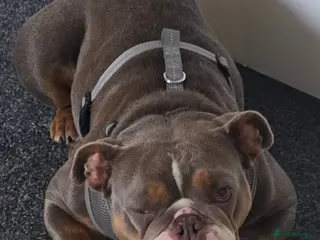 English Bulldog dogs Young English Bulldog in Dundee - Advert 2