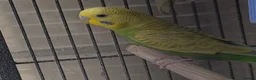 Budgerigars birds for sale: Male budgies in Basingstoke - Advert 7