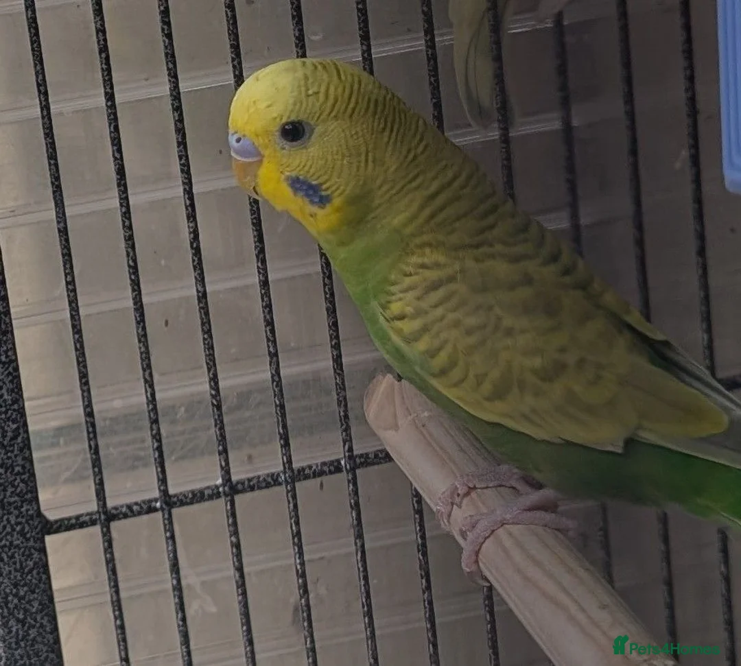 Budgerigars birds for sale: Male budgies in Basingstoke - Advert 7