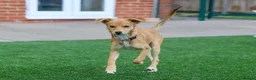 Mixed Breed dogs for adoption: Trudy - Advert 3