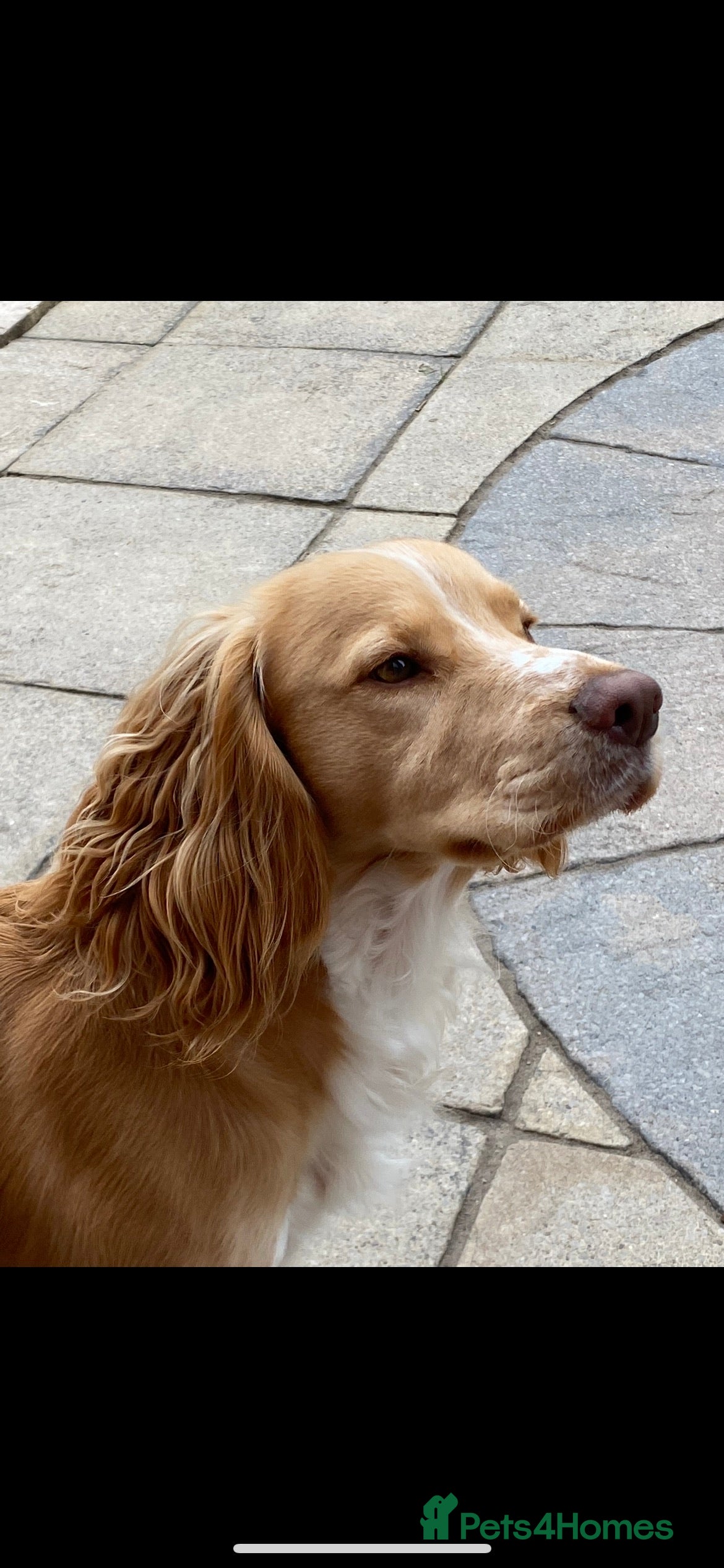 Cocker Spaniel dogs cocker spaniel for stud in Telford - Advert 17