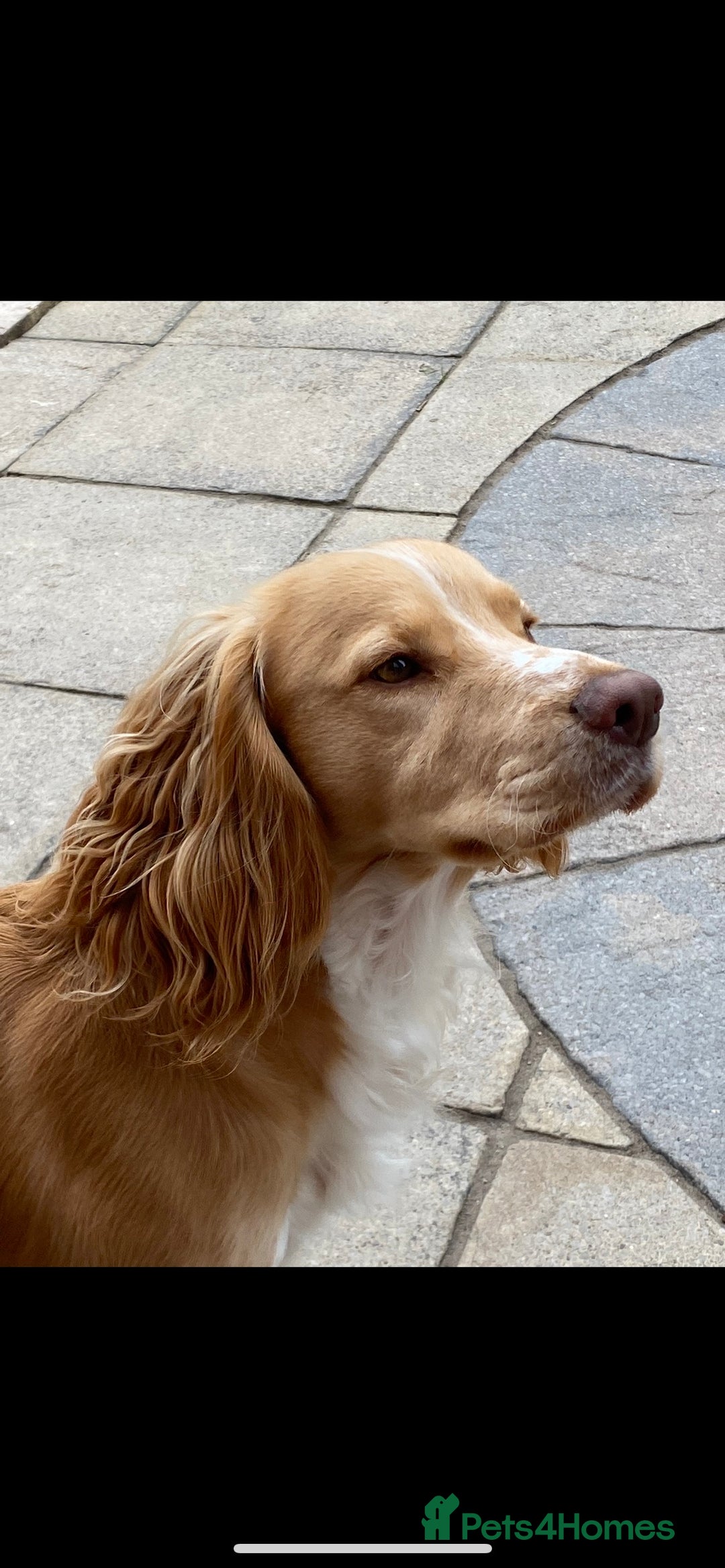 Cocker Spaniel dogs for stud: cocker spaniel for stud in Telford - Advert 1