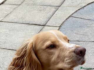 Cocker Spaniel dogs in Telford - Advert 20