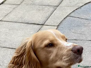 Cocker Spaniel dogs cocker spaniel for stud in Telford - Advert 4