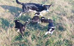 Border Collie dogs for sale: Working Border Collies Puppies - Image 7