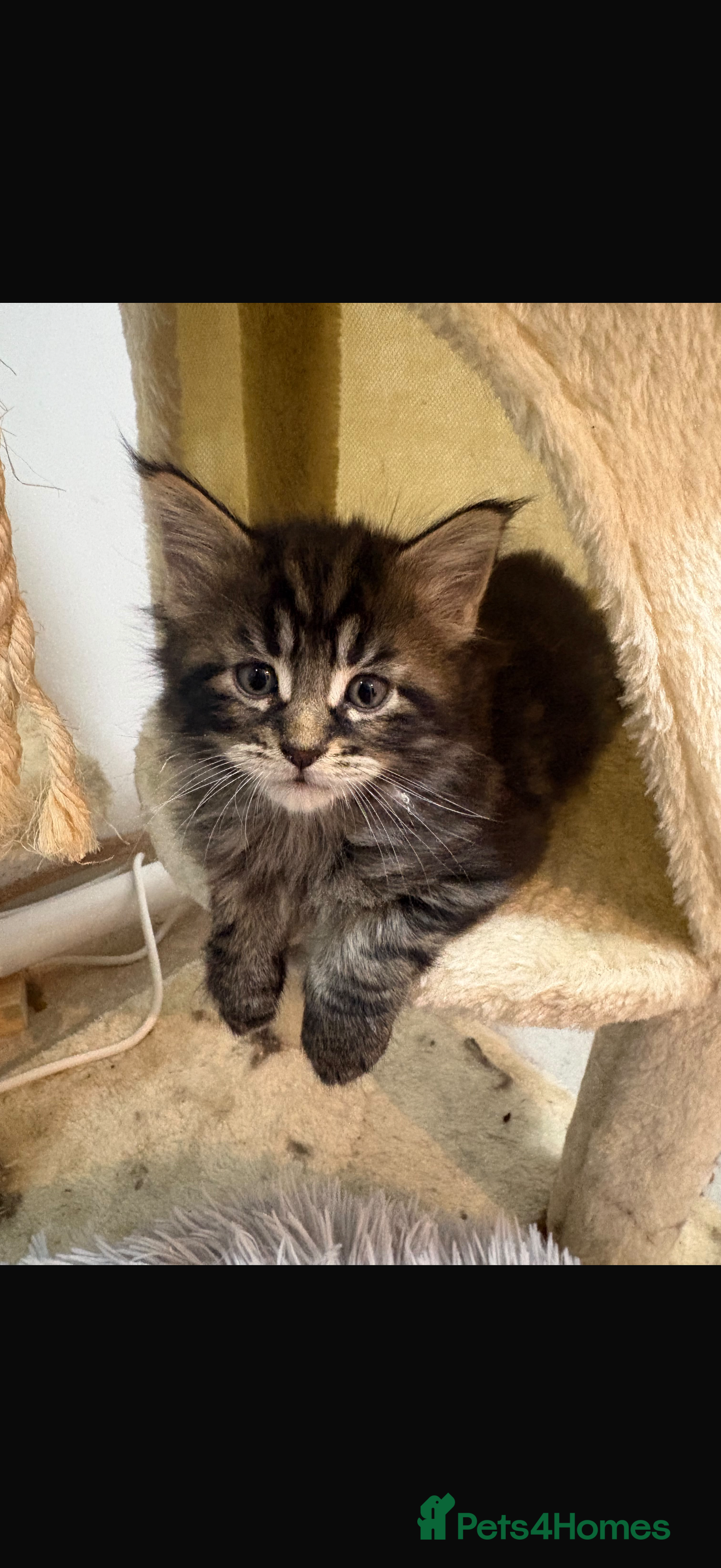 Maine Coon cats Maine coon Kittens - Advert 2