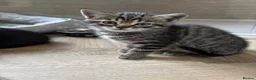 Mixed Breed cats for sale: 5 tabby and black rescue kittens - Advert 2
