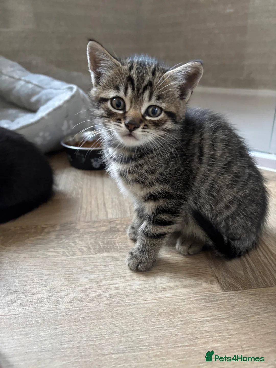 Mixed Breed cats for sale: 5 tabby and black rescue kittens - Advert 2
