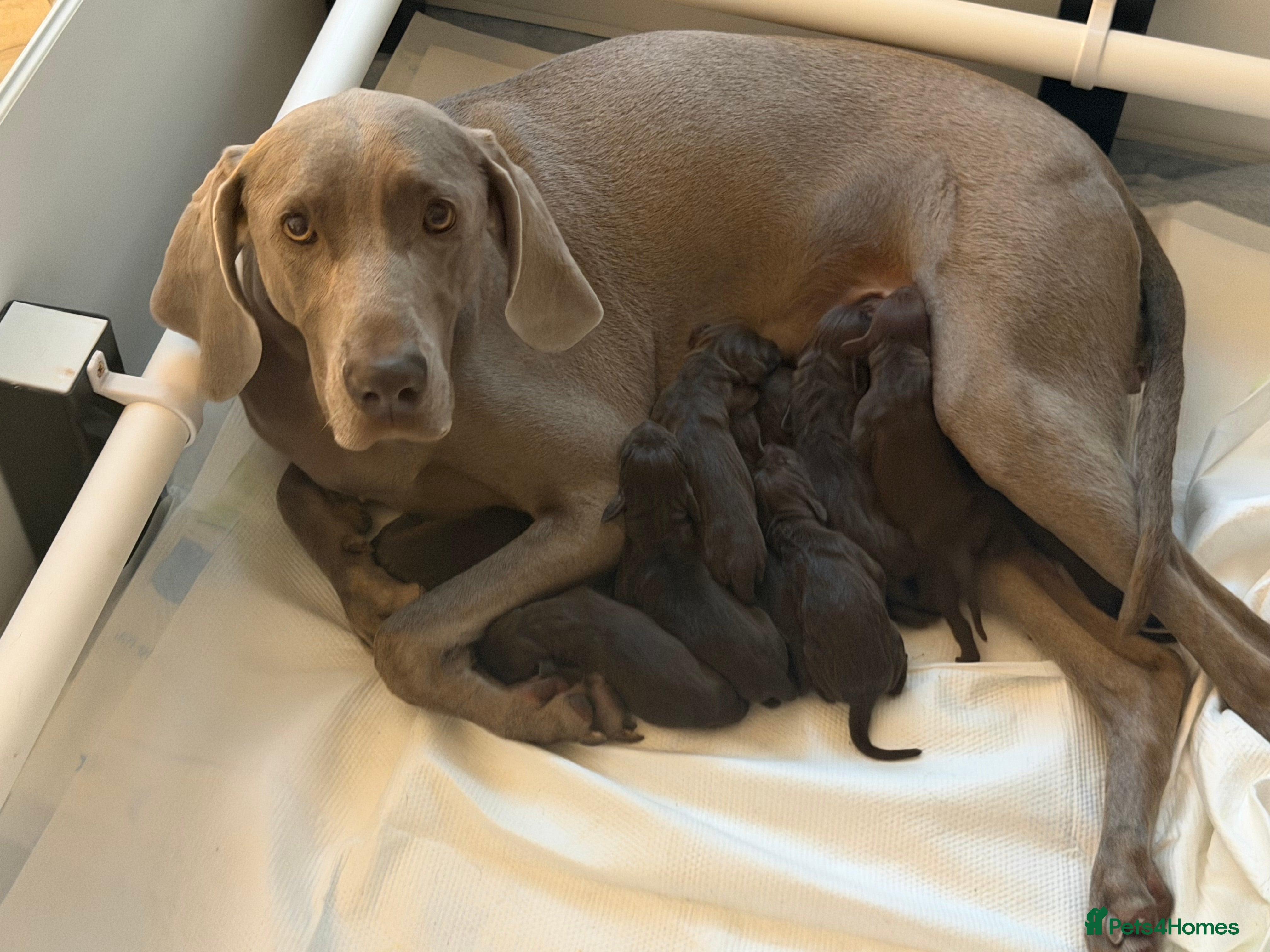 Mixed Breed dogs Stunningly beautiful Vizmaranas  - Advert 1