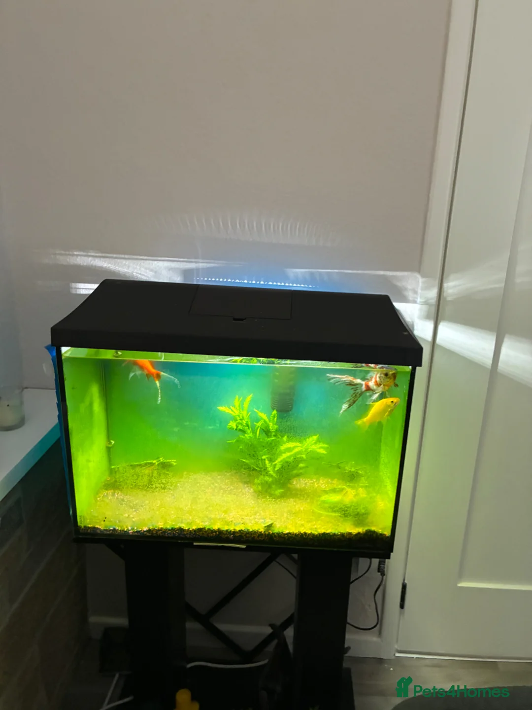 Other/Mixed Breed fish for sale: Tank , light, filter and stand  - Advert 3