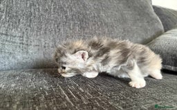 Maine Coon cats for sale: 3/4 maine coon kittens  - Image 19