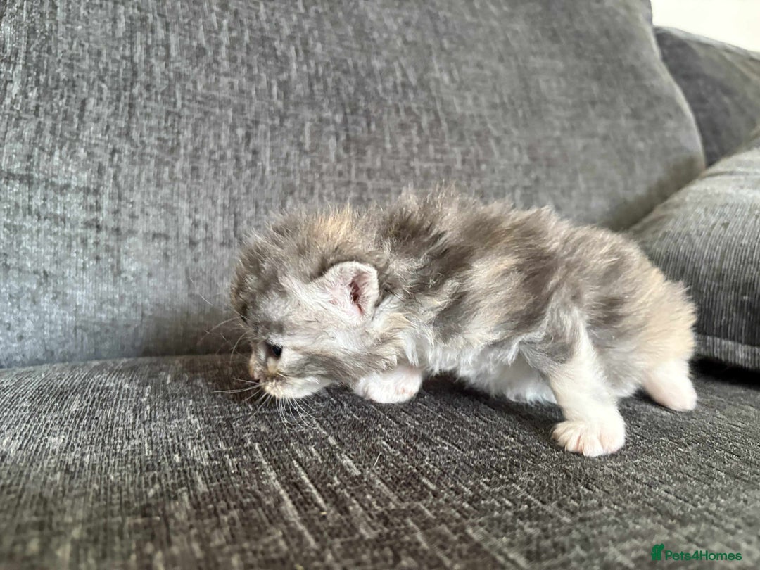 Maine Coon cats for sale: 3/4 maine coon kittens  - Image 19