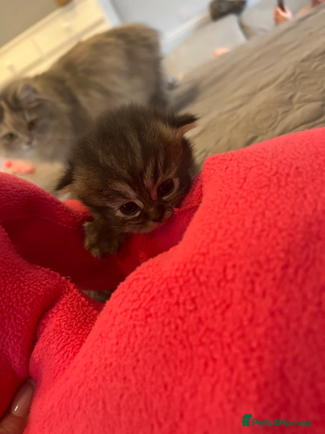 Persian cats for sale: *Last 2* Gorgeous litter of Persians  - Advert 11