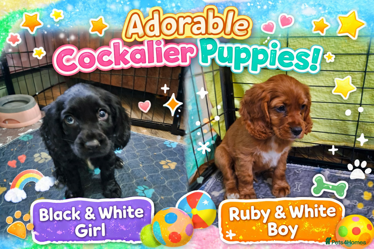 Cockalier dogs ✨ Stunning Cockalier Puppies – Only 2 Left! ✨ - Advert 3