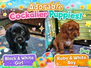 Cockalier dogs ✨ Stunning Cockalier Puppies – Only 2 Left! ✨ - Advert 3
