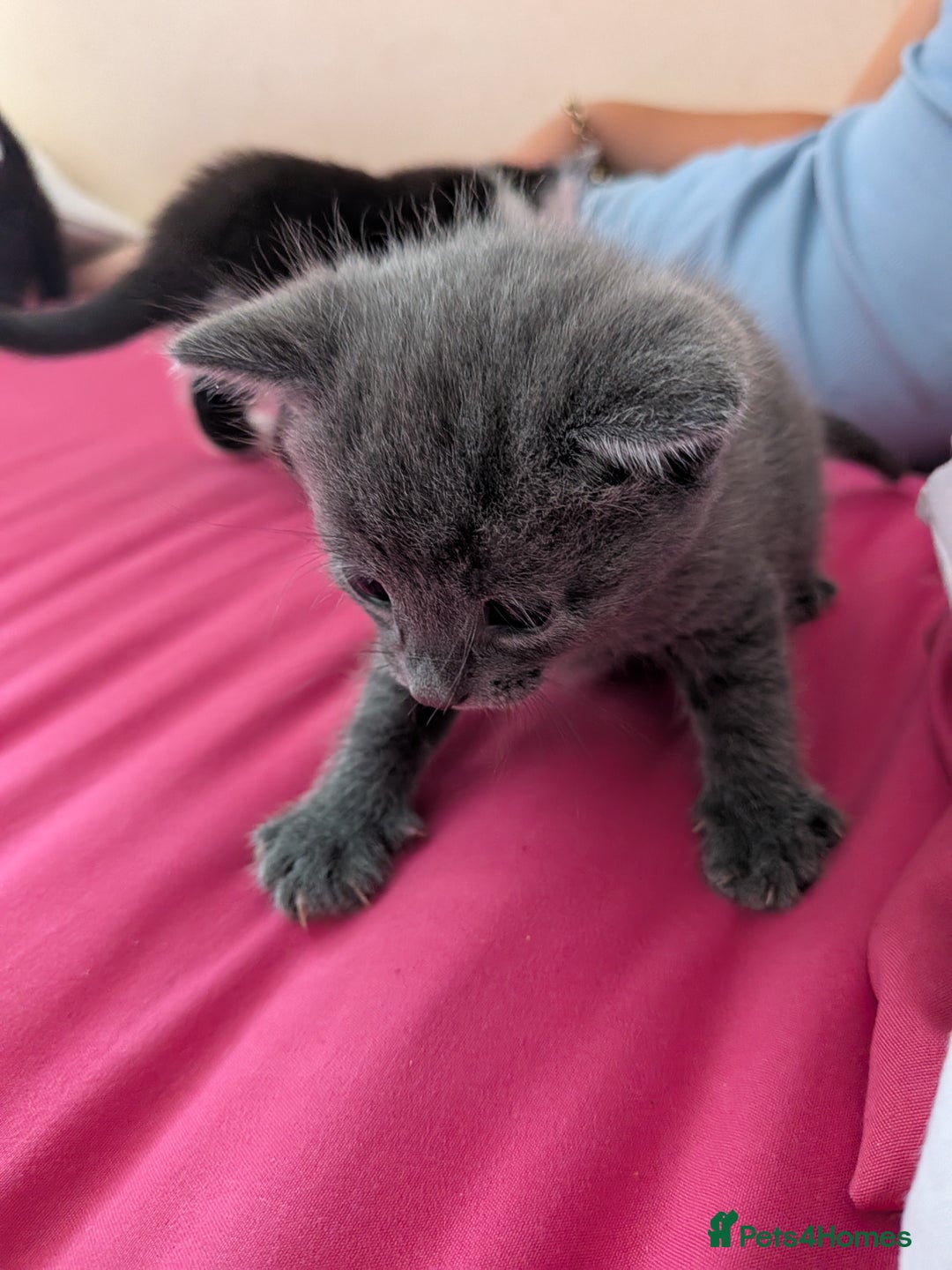 British Shorthair cats for sale: Short haired kittens - Image 4