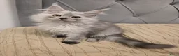 Maine Coon cats for sale: Maine Coon Kittens Looking for Homes!   - Advert 2