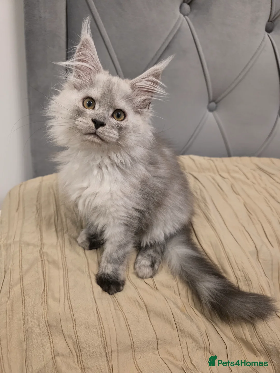 Maine Coon cats for sale: Maine Coon Kittens Looking for Homes!   - Advert 2
