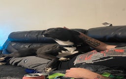 Lurcher dogs for sale: 3 year old lurcher  - Image 3