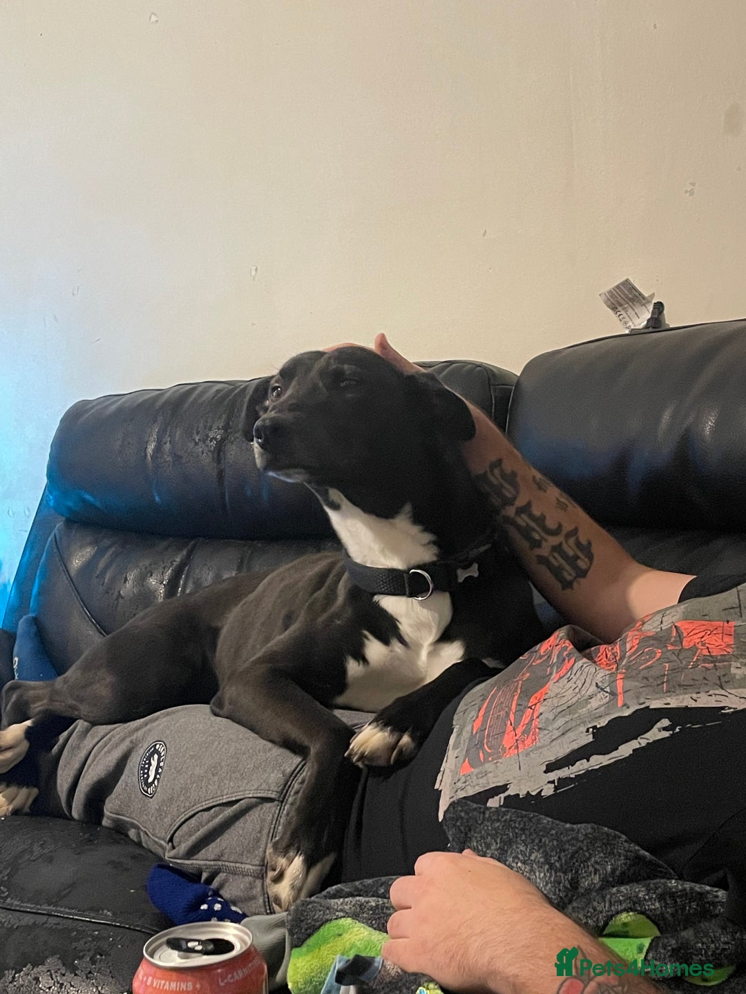 Lurcher dogs for sale: 3 year old lurcher  - Image 3