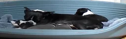 Boston Terrier dogs for sale: Boston Terriers - Advert 6