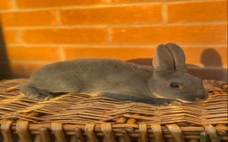 Rex rabbits for sale: Female & male otter/BEW mini rex rabbits  - Image 14