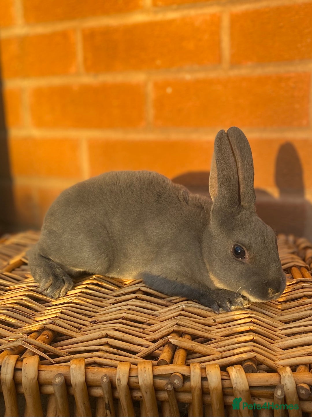 Rex rabbits for sale: Female & male otter/BEW mini rex rabbits  - Image 14