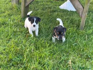 Jack Russell dogs Traditional Jack Russells - Advert 2