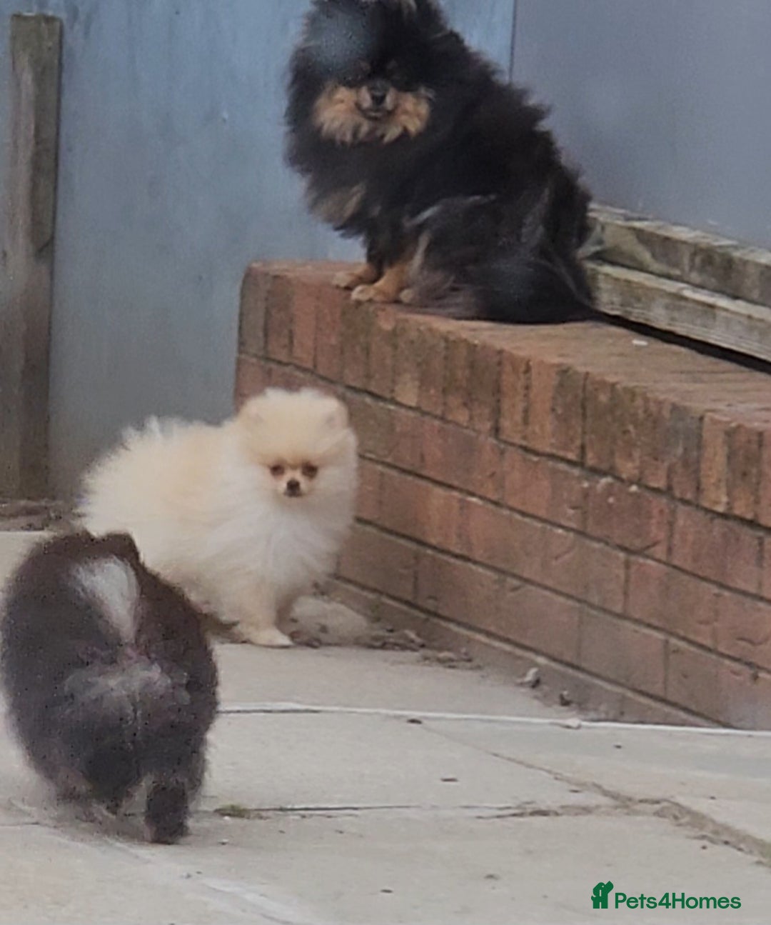 Pomeranian dogs for sale: Beautiful black and tan pomeranian puppy - Image 8