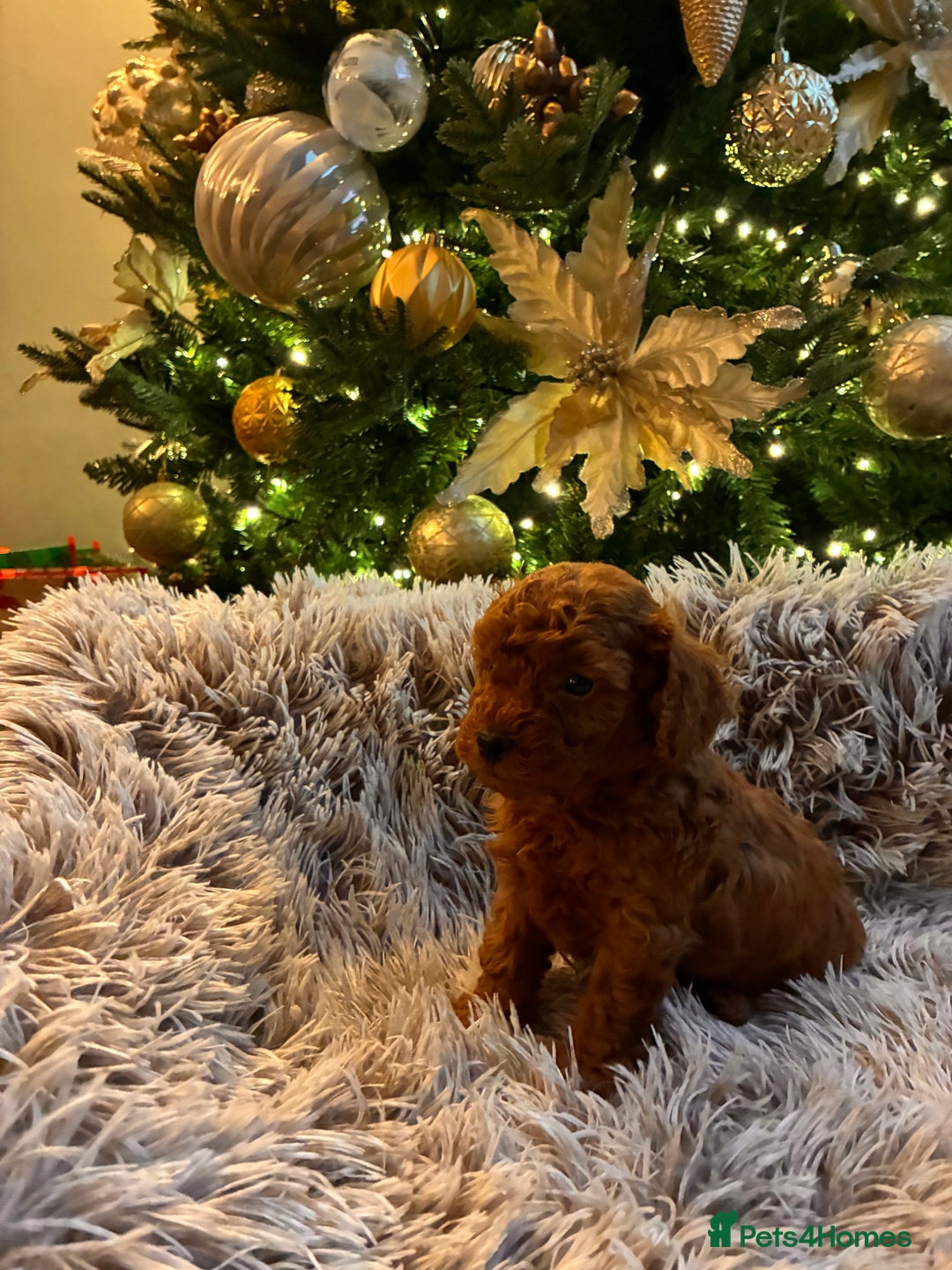 Toy Poodle dogs for sale: 5* Champion Bloodline  Asian Toy Poodles - Advert 5