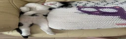 Mixed Breed cats for sale: Kittens  - Advert 4