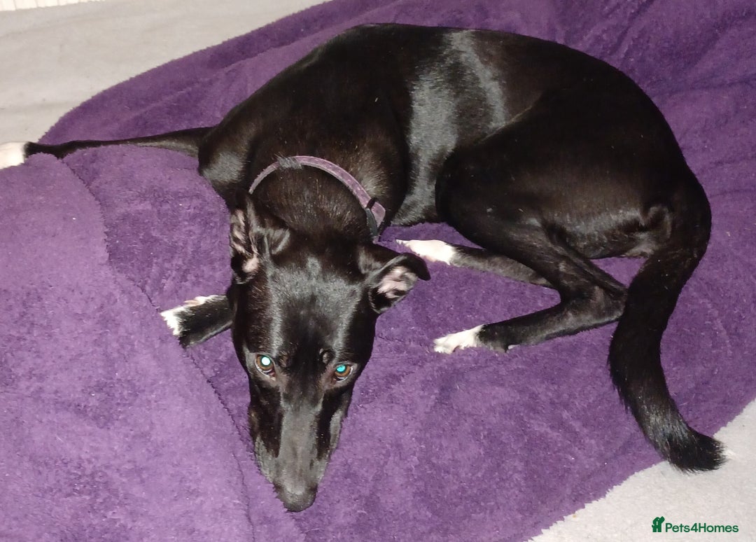 Mixed Breed dogs for adoption: MEGS 14month old cross breed - Advert 1