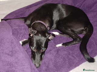 Mixed Breed dogs MEGS 14month old cross breed - Advert 3