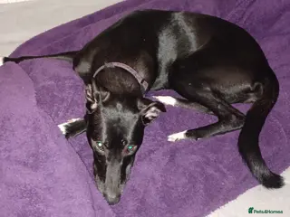 Mixed Breed dogs MEGS 14month old cross breed - Advert 15