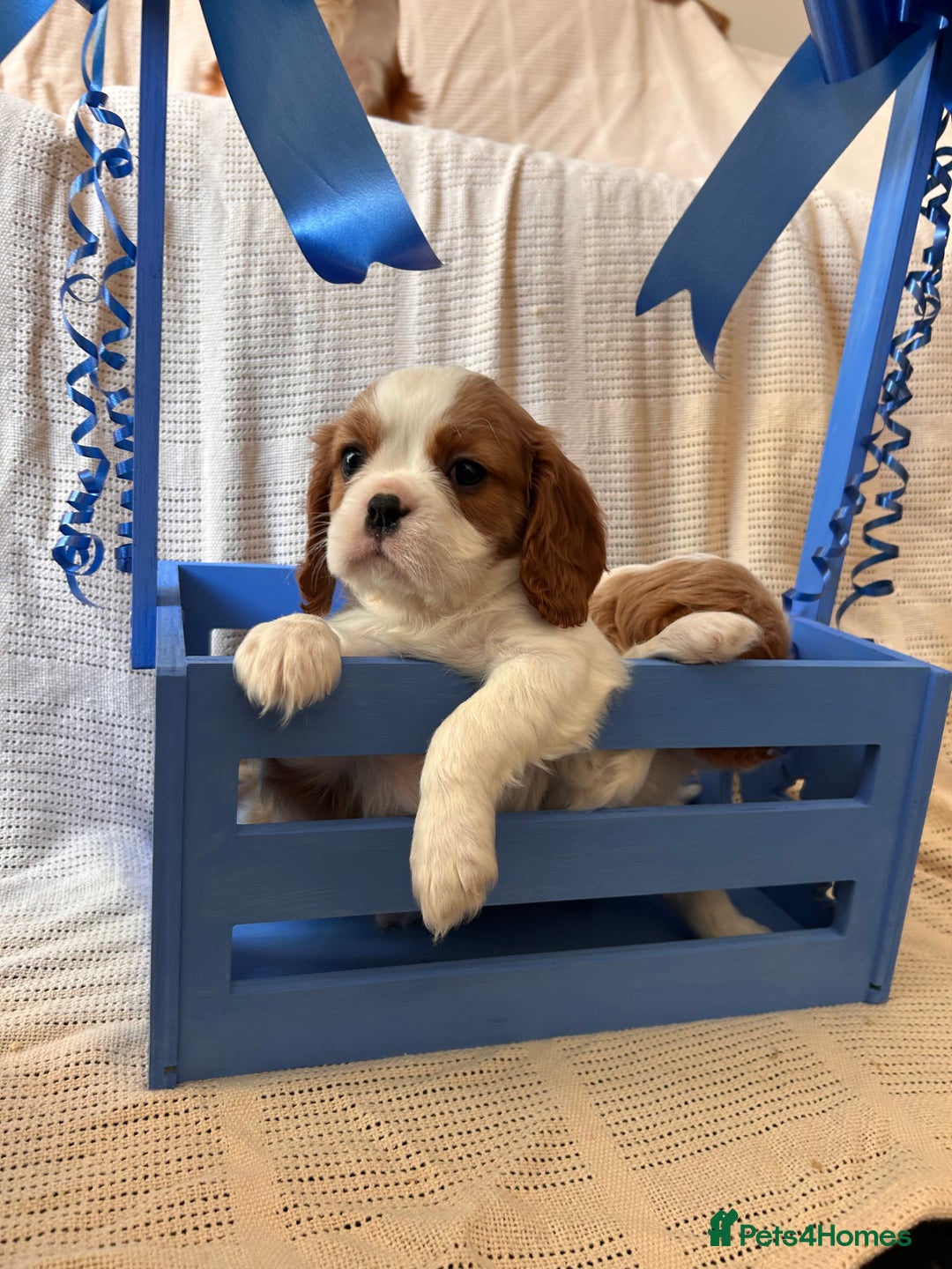 Cavalier King Charles Spaniel dogs for sale: Gorgeous Cavalier King Charles Puppies  - Image 12