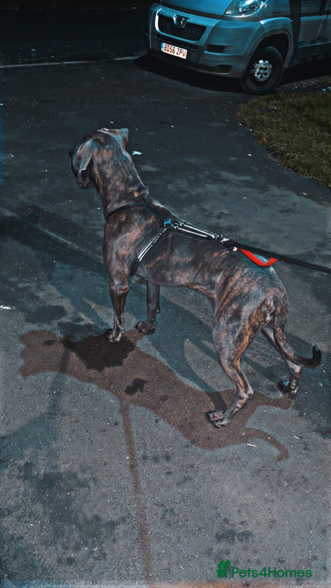 Cane Corso dogs for sale: Male cane corso  - Advert 1