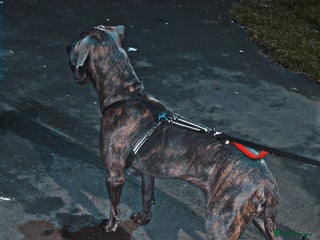 Cane Corso dogs Male cane corso - Advert 2