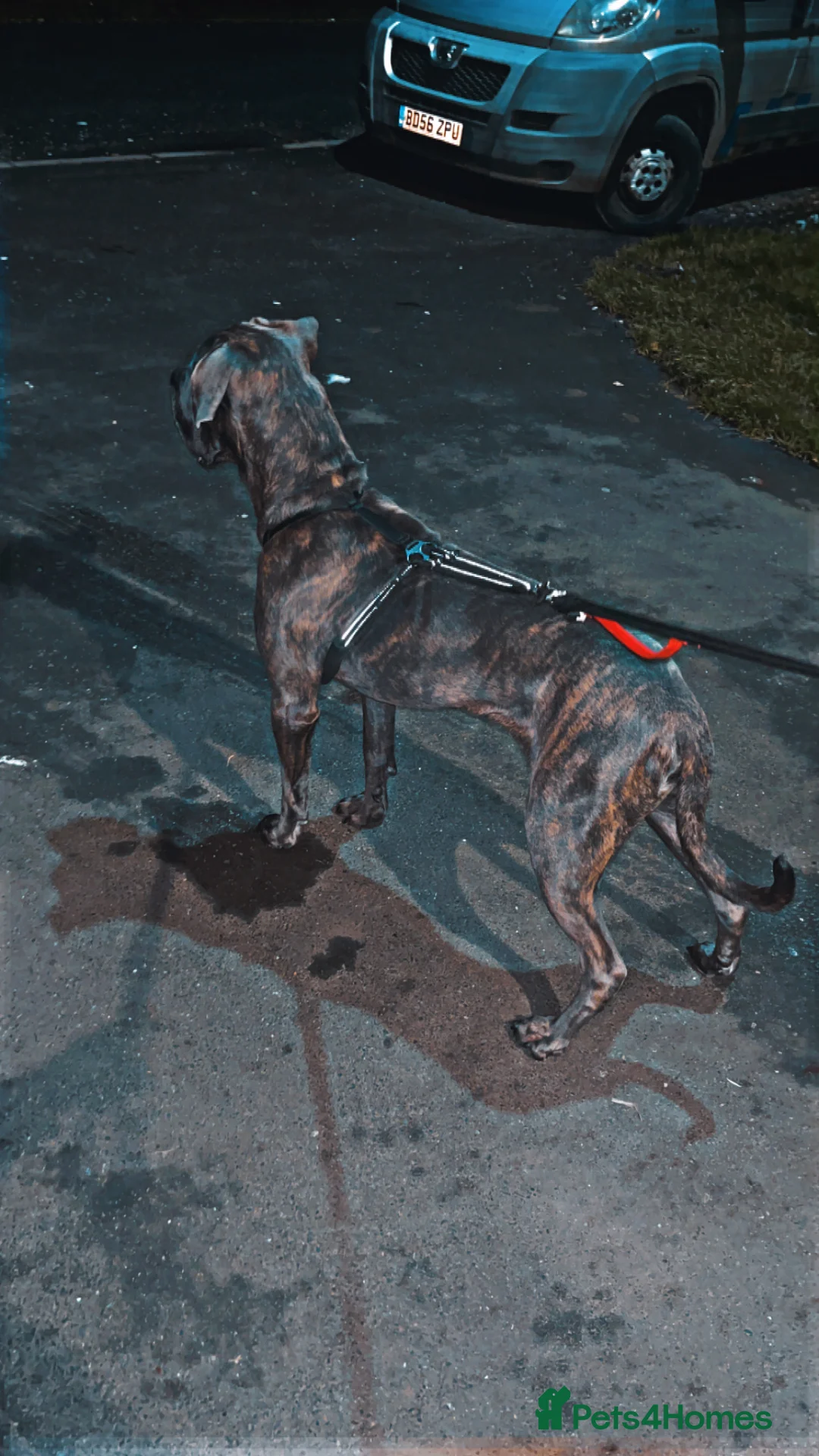 Cane Corso dogs for sale: Male cane corso  - Advert 1