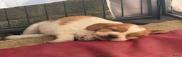 Brittany Spaniel dogs for sale: Brittany Puppies (HPR) in Tadley - Advert 10