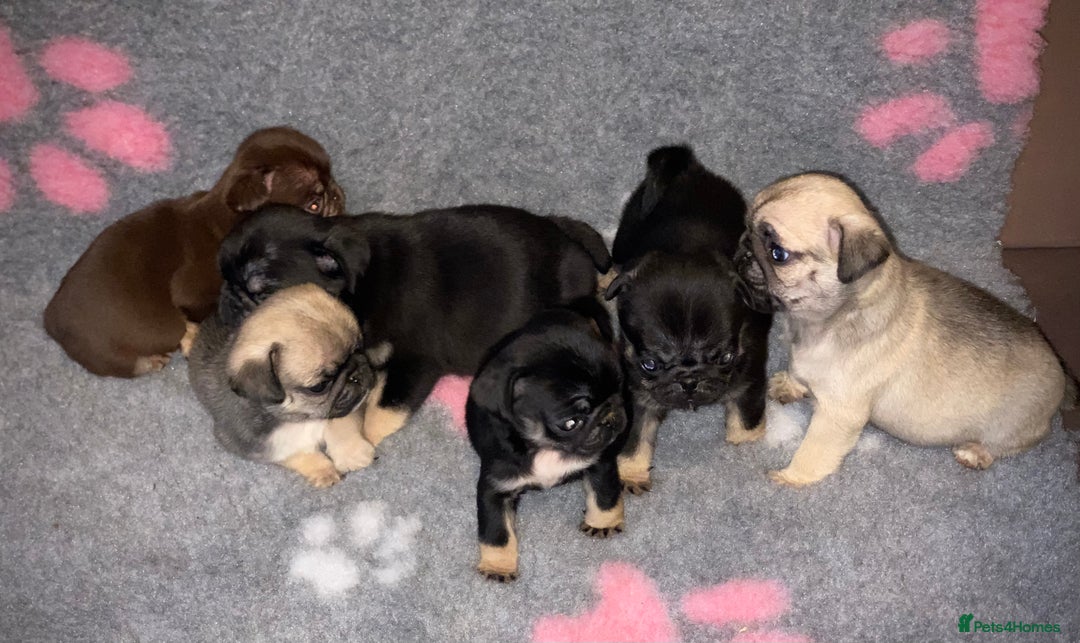 Pug dogs for sale: Beautiful Pug Puppies  - Advert 9