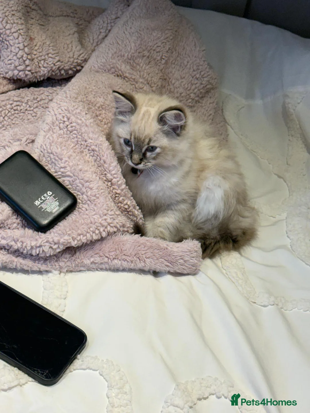 Ragdoll cats for sale: Purebreed ragdoll female  - Advert 1