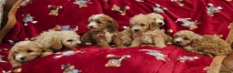 Cockapoo dogs for sale: ⚜️Pure Quality Cockapoos ⚜️ - Advert 13