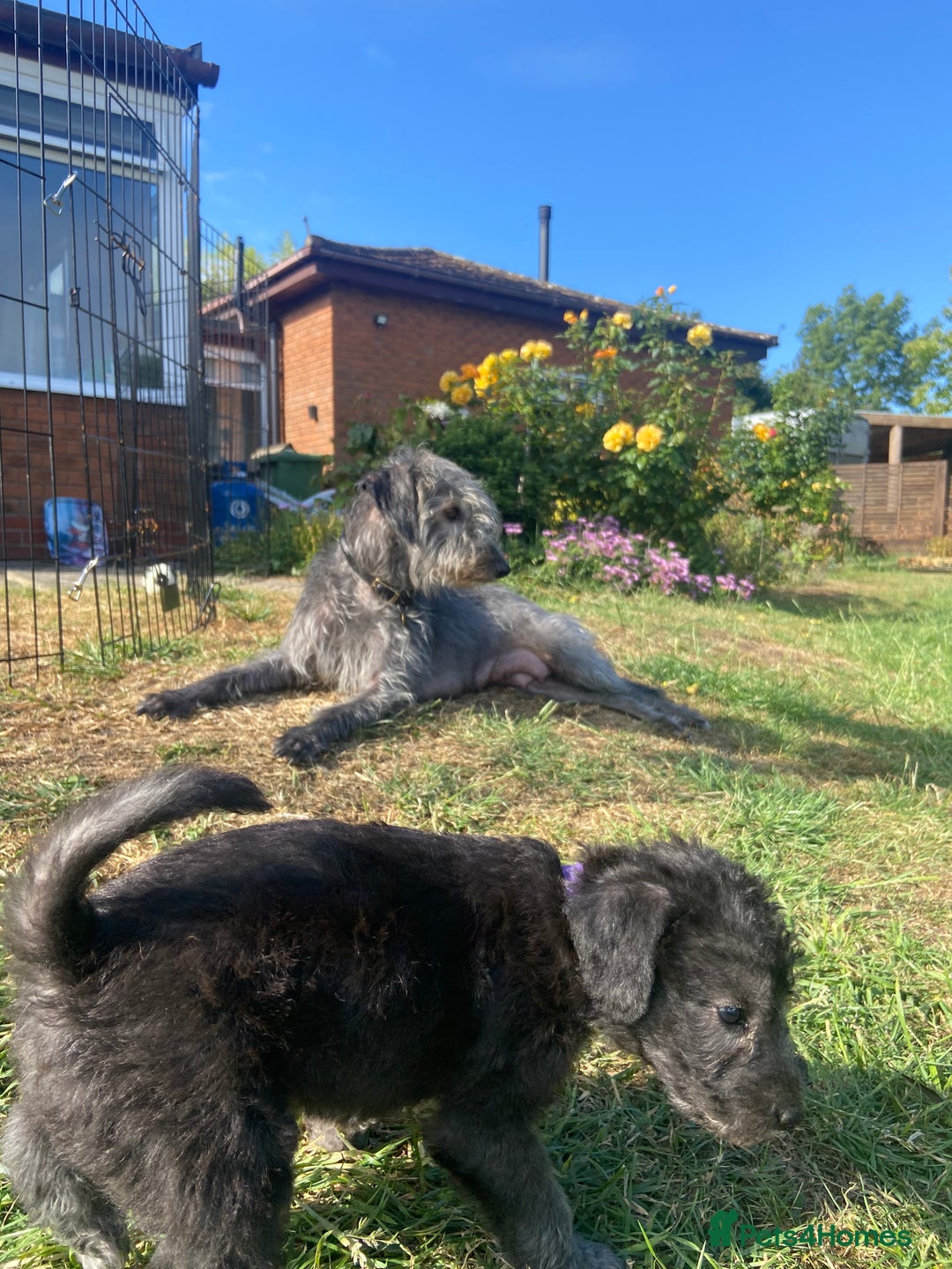 Bedlington Terrier dogs for sale: Bedlington Terrier x Italian Greyhound Puppies - Image 14