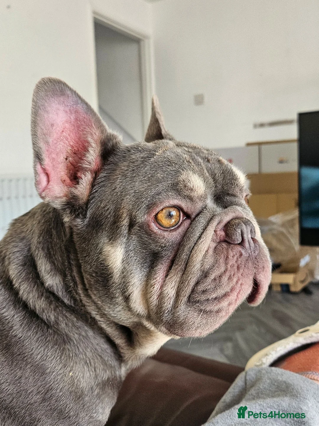 French Bulldog dogs for sale: 4 year old boy for sale - Advert 3