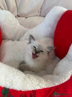 Ragdoll cats Stunning litter of ragdoll kittens - Advert 16