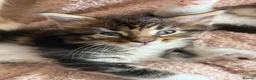 Maine Coon cats for sale: Stunning Maine Coon Kittens looking for 5⭐️ homes - Advert 14