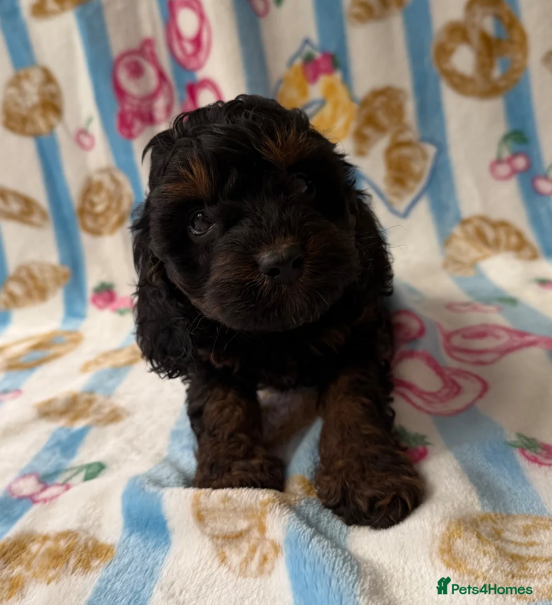 Cavapoo dogs for sale: Ready to leave Unique cavapoo pups - Advert 8