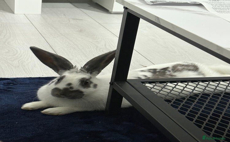 Mixed Breed rabbits - Advert 2