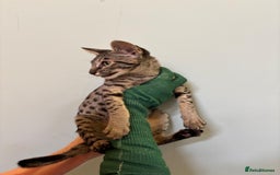 Savannah cats for sale: F9 brown & charcoal spotted savannah kittens - Image 14