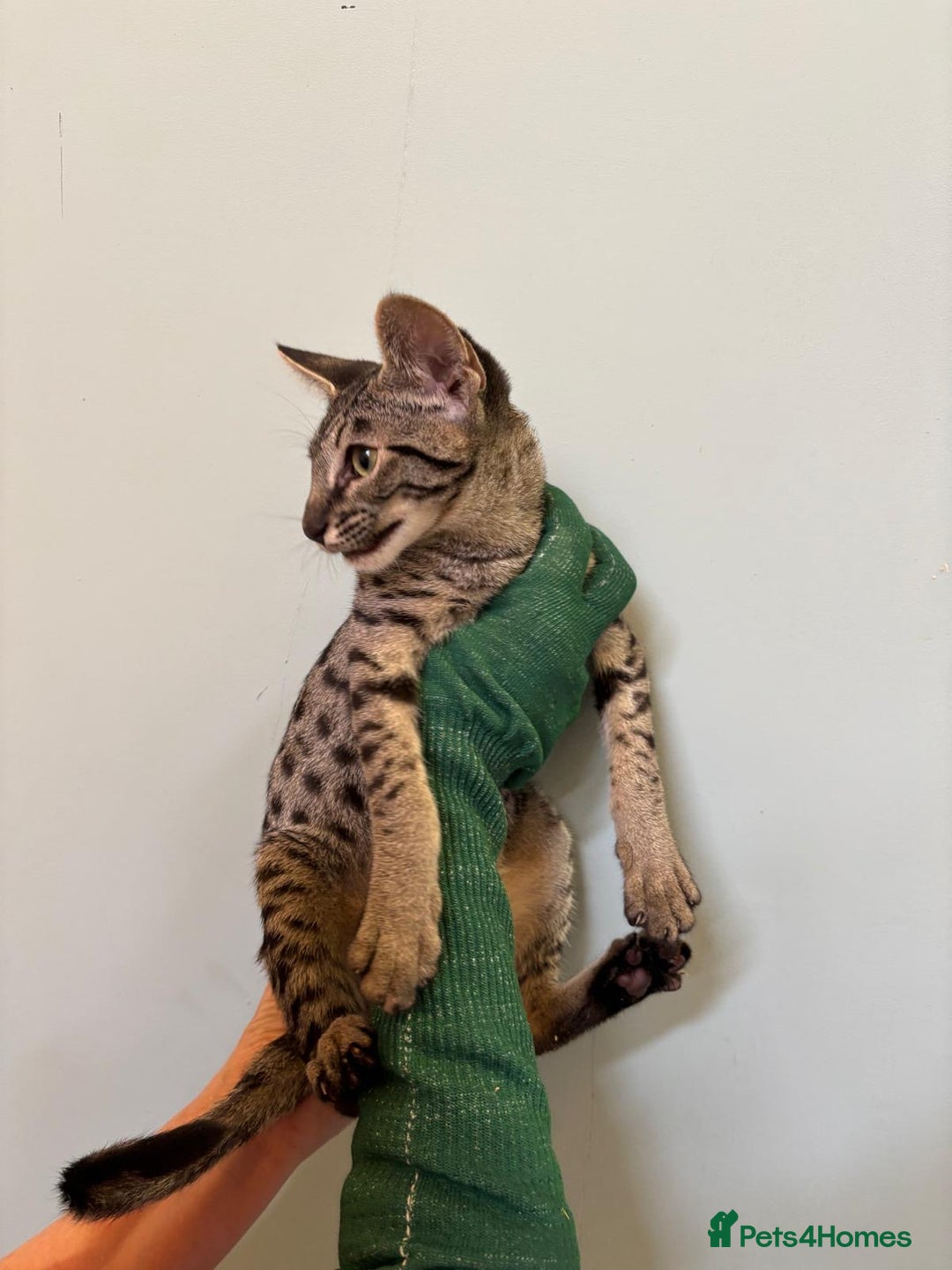 Savannah cats for sale: F9 brown & charcoal spotted savannah kittens - Image 14